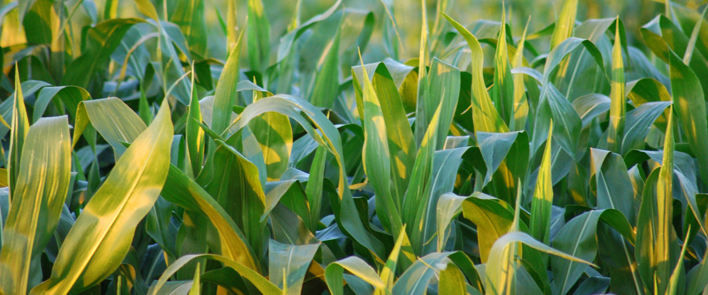 corn field