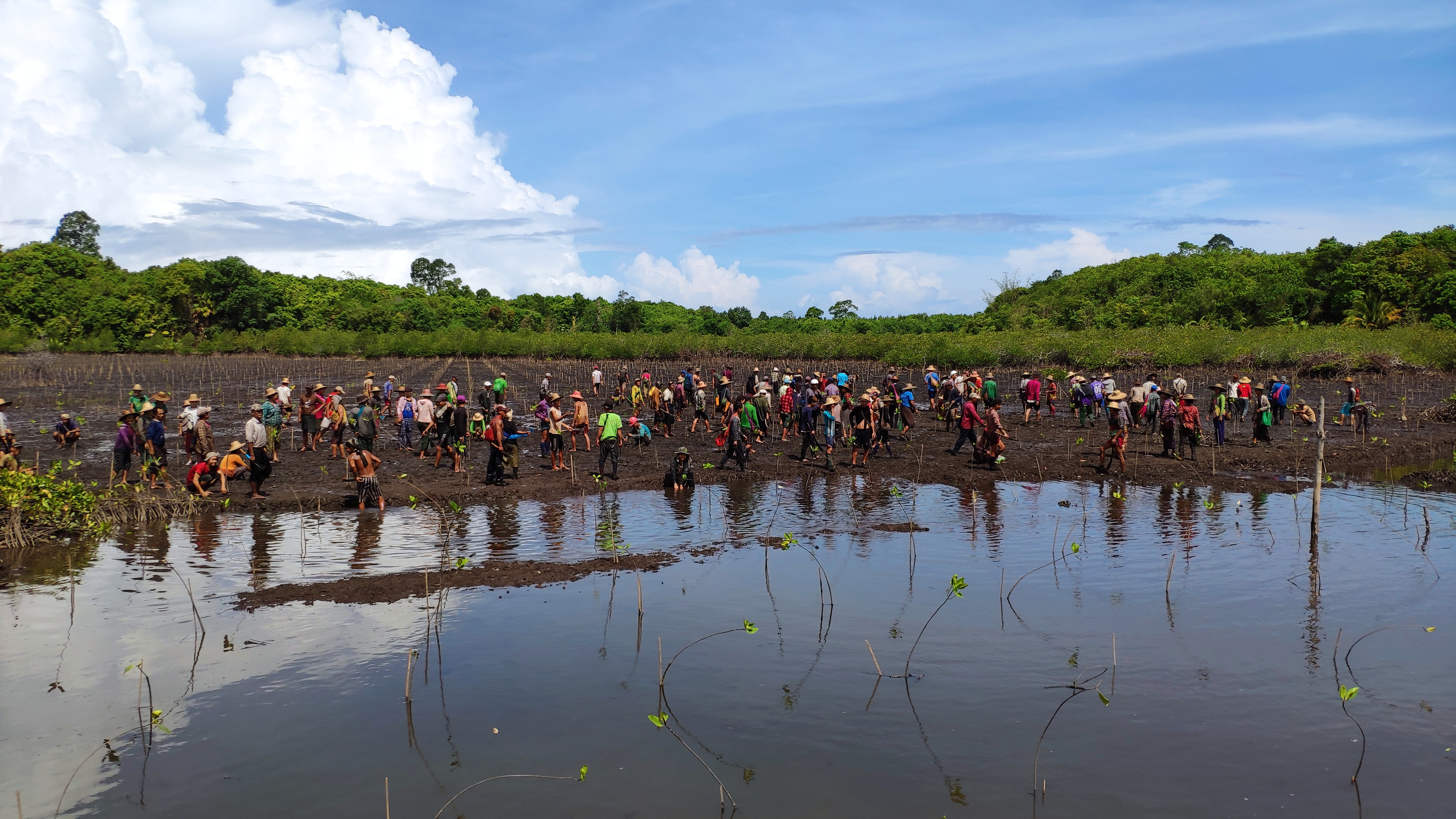 Tree Planting