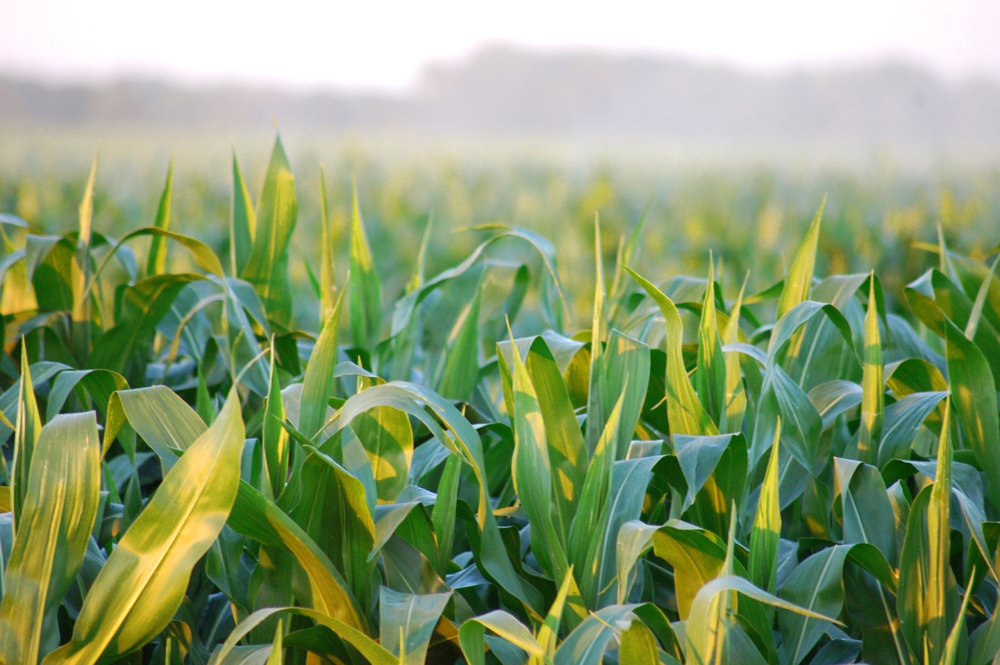 corn field